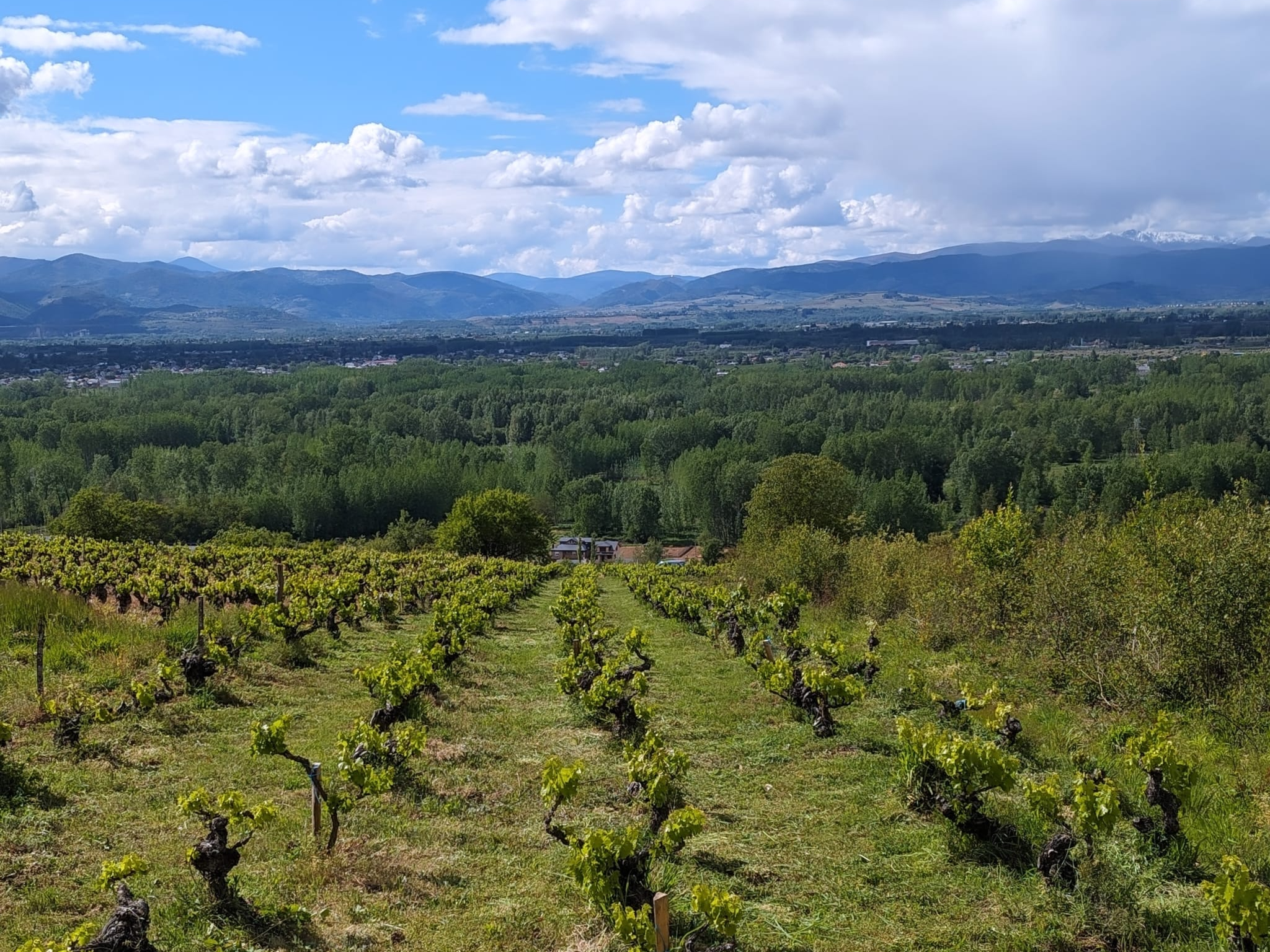 Reconoce las viñas de nuestros antepasados